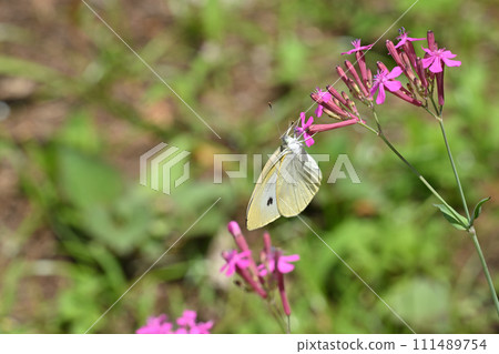 White cabbage butterfly and cabbage butterfly White cabbage butterfly and cabbage butterfly 111489754