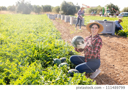 Satisfied woman gardener picking fresh watermelon on plantation 111489799