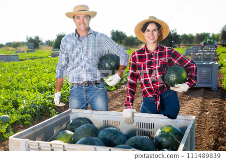 Man and woman harvesting watermelons on fruit farm 111489839