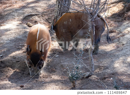 Adult red river hogs walking and digging ground in forest 111489847