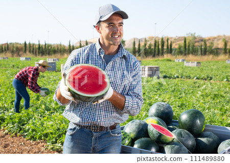 hired worker with half a watermelon in her hands posing in farmer field hired worker with half a watermelon in her hands posing in farmer field 111489880