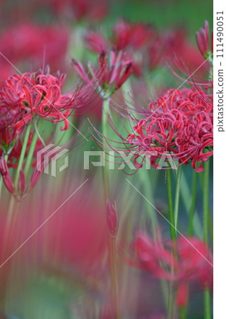 [Shiga] Red cluster amaryllis blooming at Katsurahamaenchi 111490051