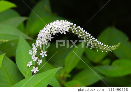 岡之虎的白色花朵已經盛開。 111490218