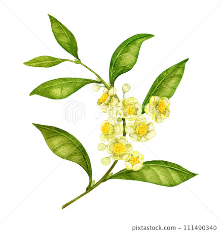 branch of blooming tea with leaves drawn in watercolor for textiles and printing on packaging branch of blooming tea with leaves drawn in watercolor for textiles and printing on packaging 111490340
