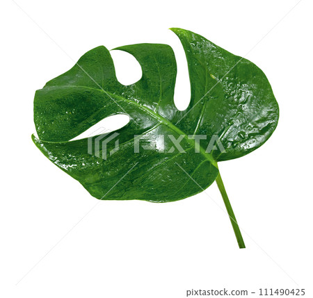 Green leaves pattern ,leaf monstera with water drop isolated Green leaves pattern ,leaf monstera with water drop isolated 111490425
