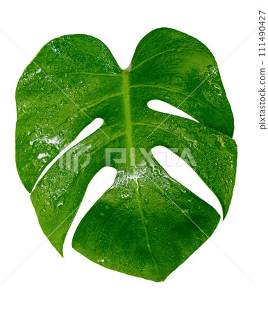 monstera leaf with water drop isolate ,Green leaves pattern monstera leaf with water drop isolate ,Green leaves pattern 111490427