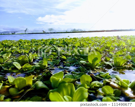Lake and floating water grass on a sunny day Lake and floating water grass on a sunny day 111490677