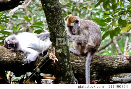 close-up view of a long-tailed monkey on a tree close-up view of a long-tailed monkey on a tree 111490824