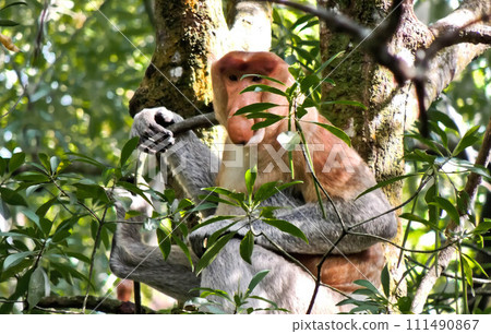 close-up view of proboscis monkeys on a tree 111490867