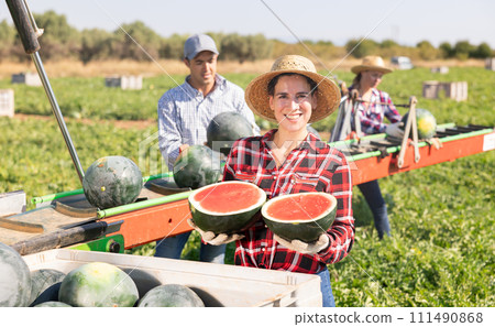 Woman farmer holding watermelon near harvesting machine 111490868
