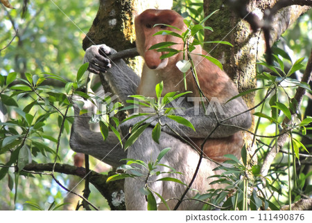 close-up view of proboscis monkeys on a tree close-up view of proboscis monkeys on a tree 111490876