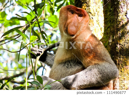 close-up view of proboscis monkeys on a tree 111490877