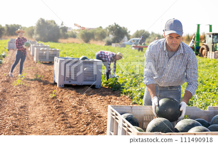 Confident farmer preparing harvested watermelons for transportation Confident farmer preparing harvested watermelons for transportation 111490918