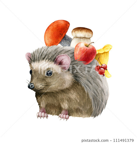 Cute hedgehog with mushrooms, apple on the back spines. Watercolor illustration. Autumn season cozy decoration. Hedgehog with autumn harvest decor. Cute forest animal fall decoration isolated 111491379