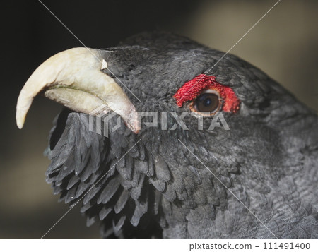 European Great Whitefish 111491400