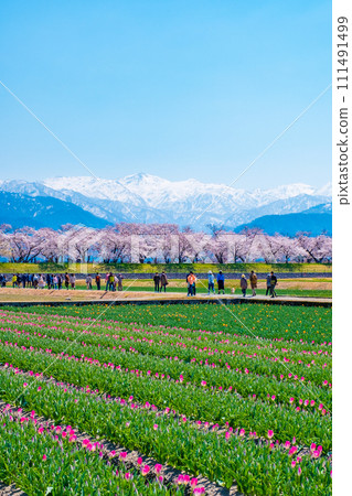 Asahi Funakawa (Spring) Asahi Funakawa (Spring) 111491499