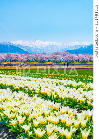 Asahi Funakawa (Spring) 111491518