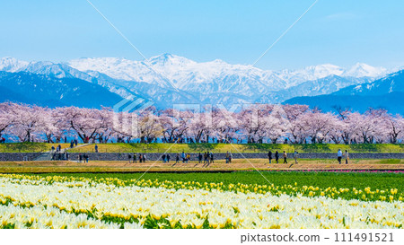 Asahi Funakawa (Spring) 111491521