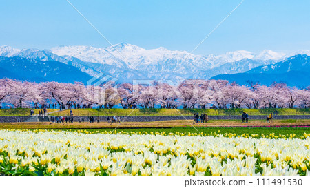 Asahi Funakawa (Spring) 111491530