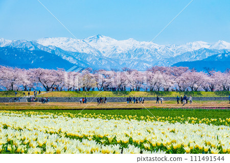 Asahi Funakawa (Spring) 111491544