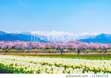 Asahi Funakawa (Spring) Asahi Funakawa (Spring) 111491559