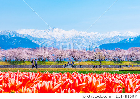 Asahi Funakawa (Spring) Asahi Funakawa (Spring) 111491597