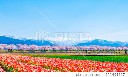 Asahi Funakawa (Spring) Asahi Funakawa (Spring) 111491617