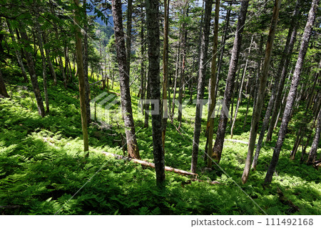 南阿爾卑斯山紅岳附近的原始森林和森林地面上的蕨類植物 111492168