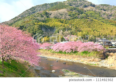 伊豆·河津櫻花 伊豆·河津櫻花 111492302