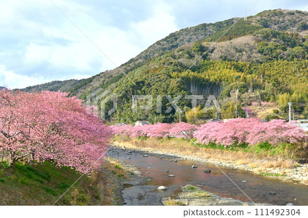 伊豆·河津櫻花 111492304
