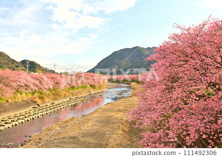 伊豆·河津櫻花 伊豆·河津櫻花 111492306