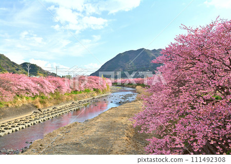 伊豆·河津櫻花 伊豆·河津櫻花 111492308
