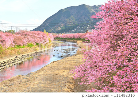 伊豆·河津櫻花 111492310