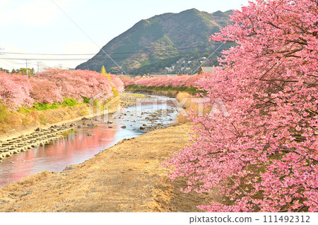 Izu · Kawazu cherry tree Izu · Kawazu cherry tree 111492312