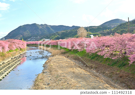 Izu · Kawazu cherry tree 111492318