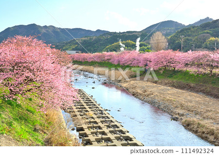 伊豆·河津櫻花 111492324