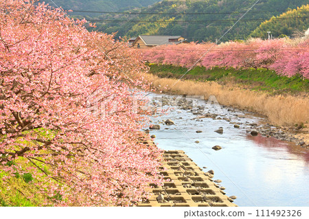 Izu · Kawazu cherry tree Izu · Kawazu cherry tree 111492326