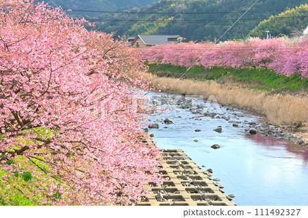 Izu · Kawazu cherry tree Izu · Kawazu cherry tree 111492327