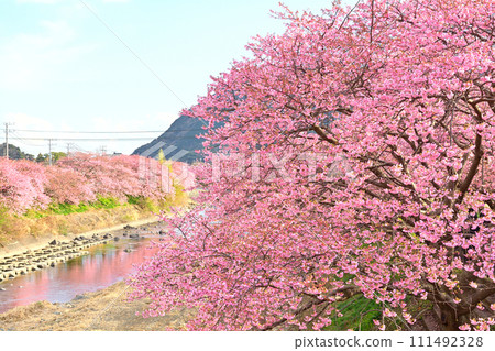 Izu · Kawazu cherry tree Izu · Kawazu cherry tree 111492328