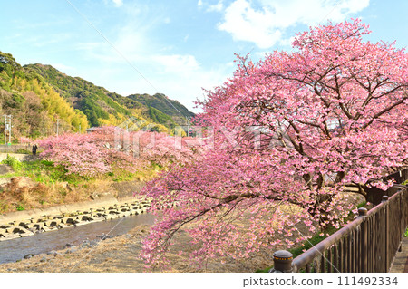 伊豆·河津櫻花 111492334