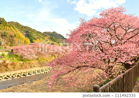 伊豆·河津櫻花 111492335