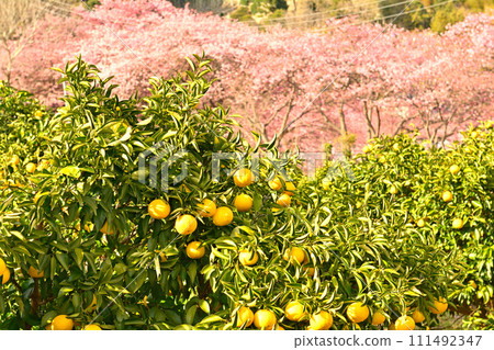 伊豆·河津櫻花 111492347