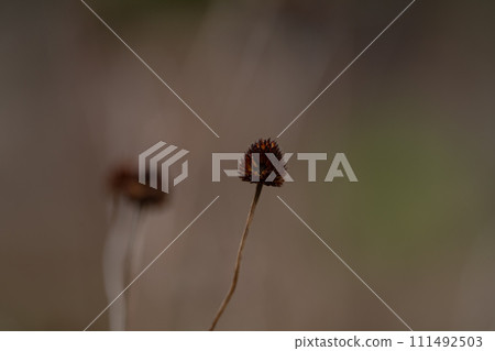 枯萎的金光菊 枯萎的金光菊 111492503