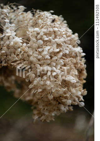 dry hydrangea dry hydrangea 111492508