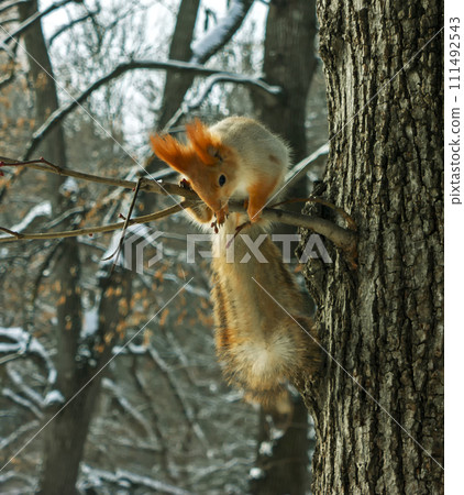 Squirrel on a tree. Squirrel on a tree. 111492543
