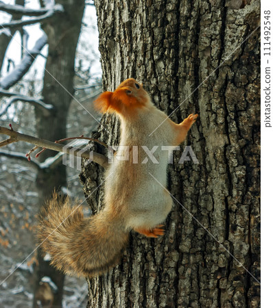 Squirrel on a tree. Squirrel on a tree. 111492548
