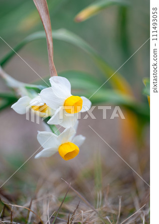 Narcissus Narcissus 111493058