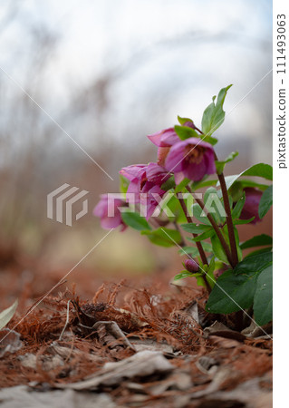 Christmas rose Christmas rose 111493063