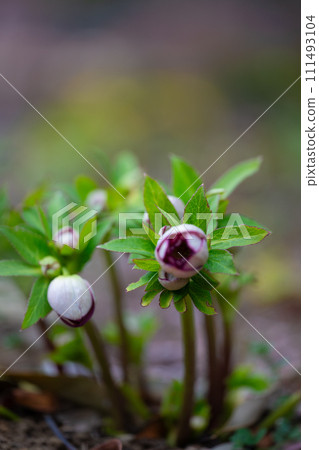 Christmas rose begins to open its mouth 111493104