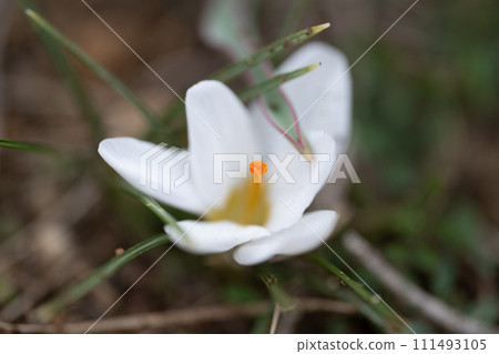 Crocus Crocus 111493105